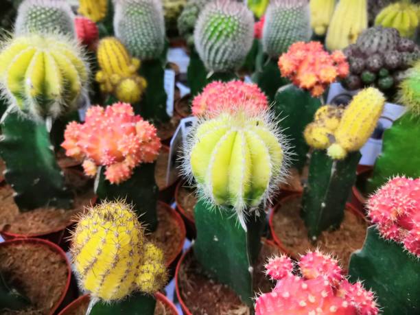 istock Colored bright cactus gymnocalycium plants in pots background 1168536011