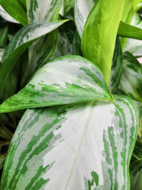 istock Green leaf background in tropical forest for graphic design or wallpaper 1168536626
