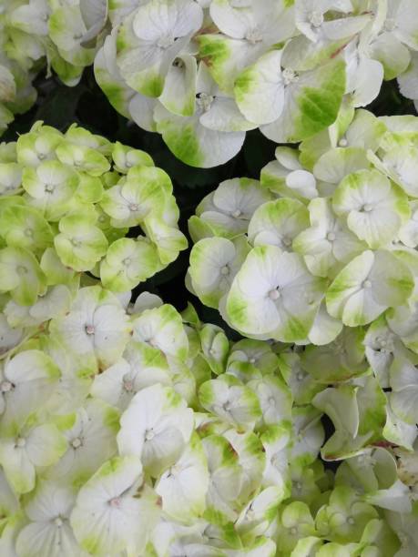 istock Close-up of Beautiful pink and white hydrangea flowers background 1168536655