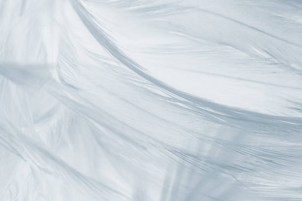 istock Pink color trends feather texture background 1168536674