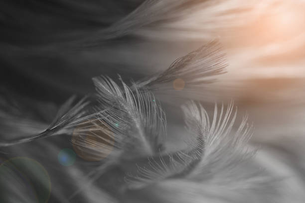 istock Pink color trends feather texture background 1168536676