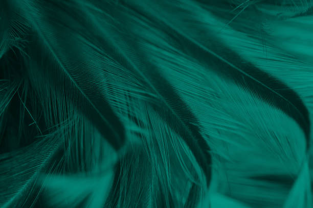 istock Pink color trends feather texture background 1168536698