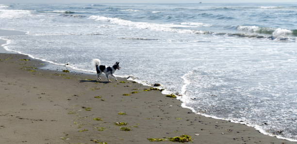 istock Papillon walking  at sand beach in Westport, Grays harbor 1168537084