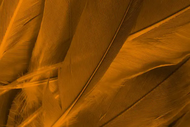 Photo of Beautiful vibrant brown feather texture background