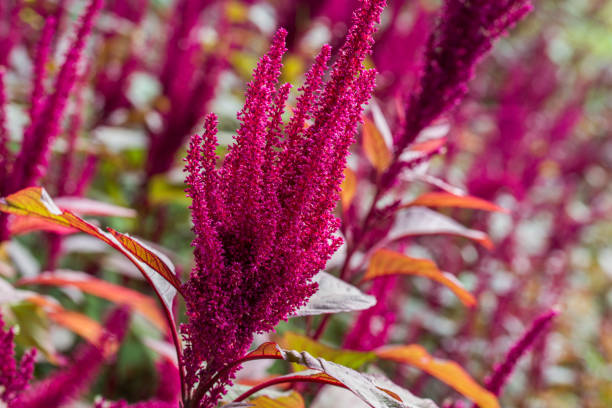 cruentus de amaranthus, flores do amaranto - amaranthus cruentus - fotografias e filmes do acervo