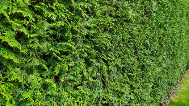 istock green wall Background of a Garden 1168537884