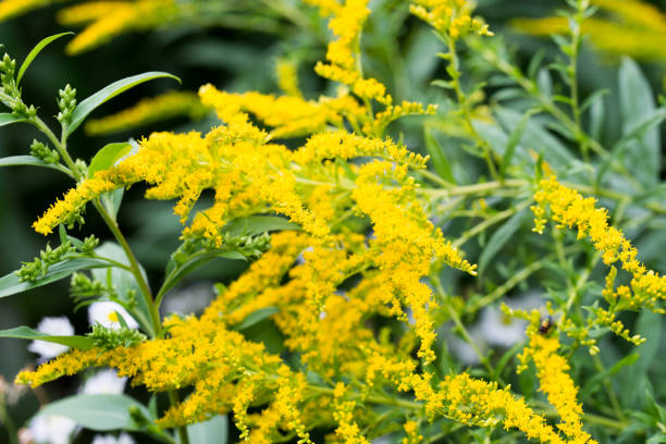istock Solidago canadensis Canada goldenrod yellow flowers 1168538043