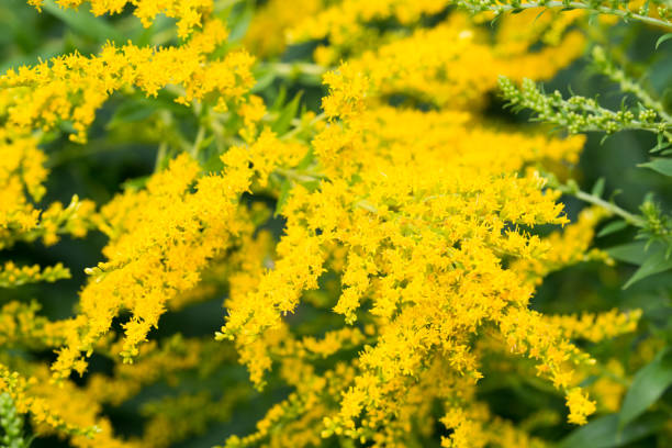 istock Solidago canadensis Canada goldenrod yellow flowers 1168538085
