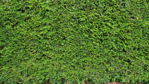 istock green wall Background of a Garden 1168538237