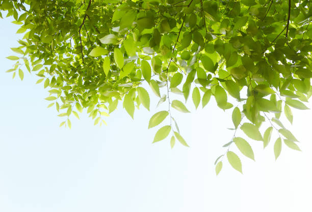 istock Leaves on a sunny day. 1168539122