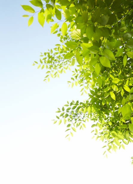 istock Leaves on a sunny day. 1168539127