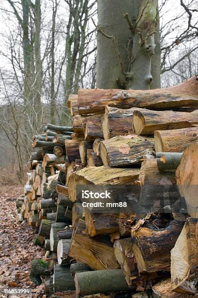 Firewood Stock Photo - Download Image Now - Autumn, Beech Tree, Brown