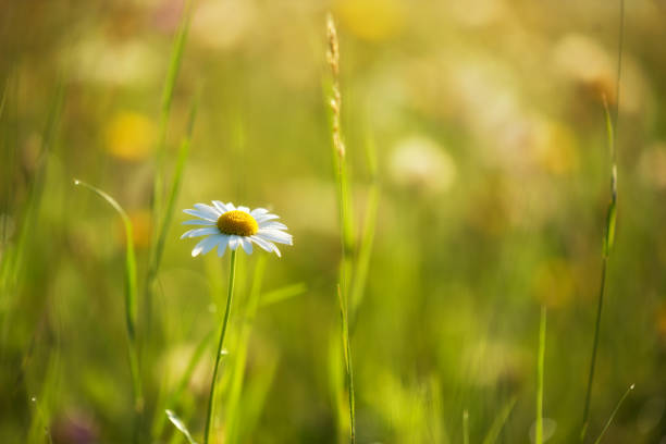 istock A daisy on the lawn lit by the sun rays 1168540409