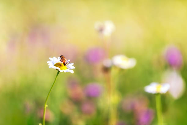 A daisy on the lawn radiated by sunlight with a honey bee. Blurred background.