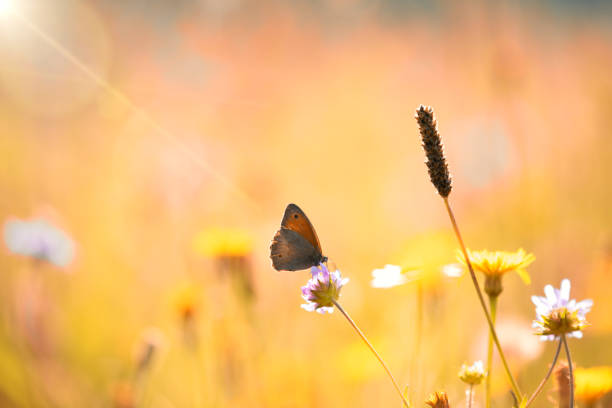 istock A meadow with flowers and a butterfly sunlit 1168540440