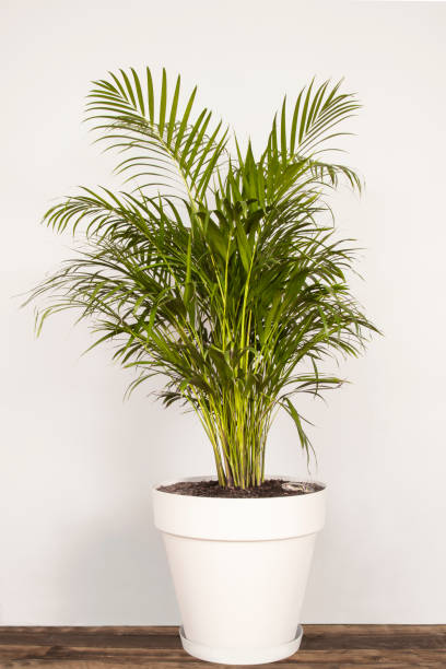 istock green plant in a pot isolated on white background 1168540450
