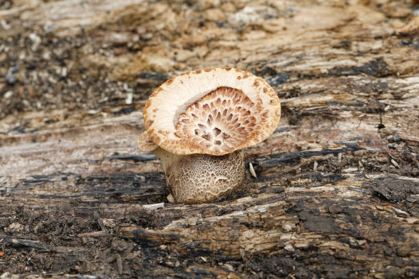 istock Dryad's saddle shelf fungus on lime tree 1168542475