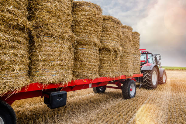istock tractor and its trailer for harvesting straw bales 1168542820