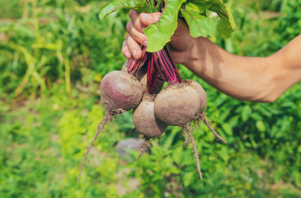 istock man with a bunch of beets in the garden. Selective focus. 1168543682
