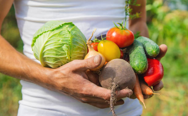 istock Man farmer with homemade vegetables in his hands. Selective focus. 1168543718