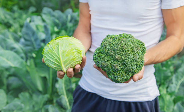 istock Man farmer with cabbage and broccoli in his hands. Selective focus. 1168543726