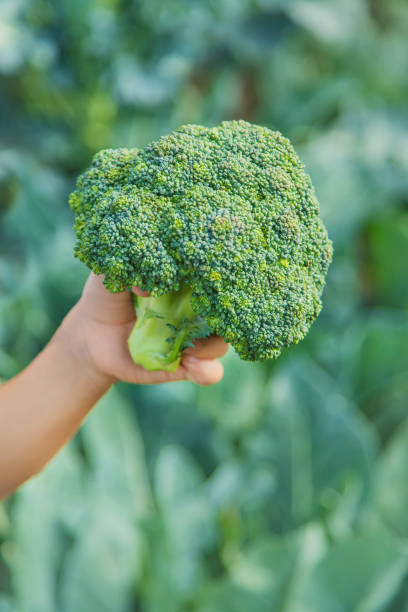 istock Child with cabbage and broccoli in the hands. Selective focus. 1168543730