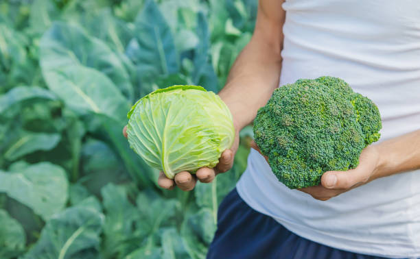 istock Man farmer with cabbage and broccoli in his hands. Selective focus. 1168543819