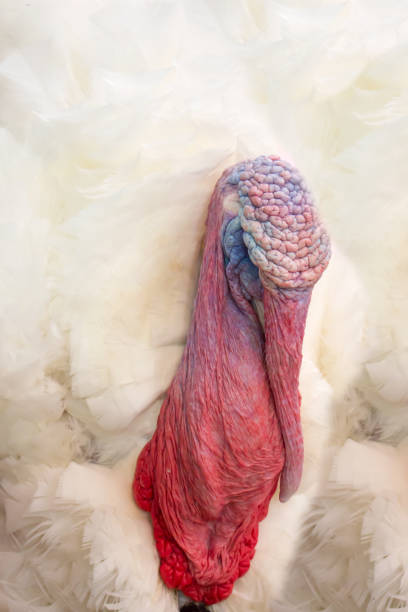 istock Turkey, close-up, portrait. 1168543829