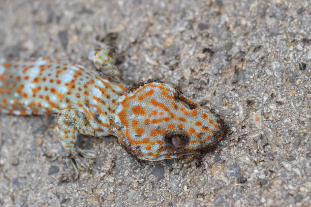 istock Ants eat the dead geckos on the floor. 1168546430