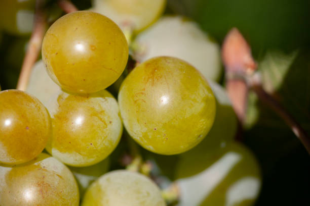 istock Yellow green grape in vineyard. Grape leaves seen in the background. Grape bunch on tree in the garden. A bunch of Ripeness grapes. 1168546730