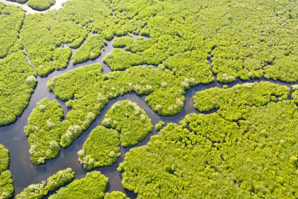 istock Mangroves, top view. Mangrove forest and winding rivers. Tropical background 1168546776