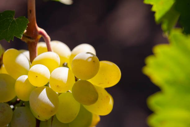 istock Yellow green grape in vineyard. Grape leaves seen in the background. Grape bunch on tree in the garden. A bunch of Ripeness grapes. 1168547372