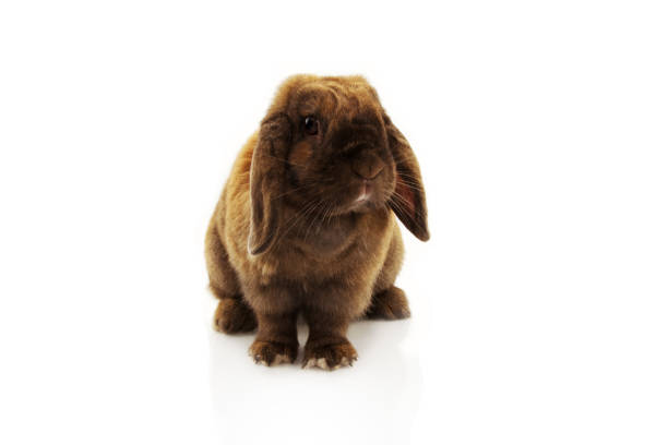 istock Cute rabbit sitting isolated on white background. 1168547701