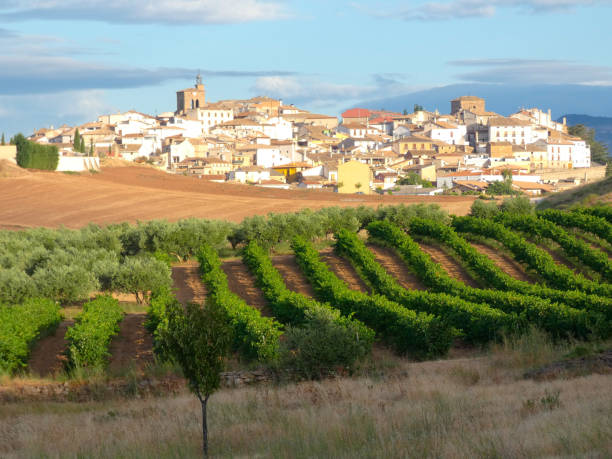 istock Vineyards in Navarra, Spain 1168547872