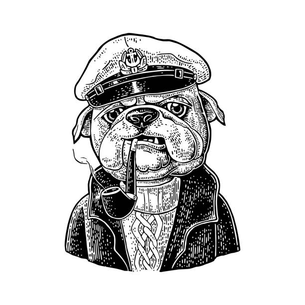 Sea Dog Smoking Pipe And Dressed In Captain Hat Engraving Stock  Illustration - Download Image Now - iStock