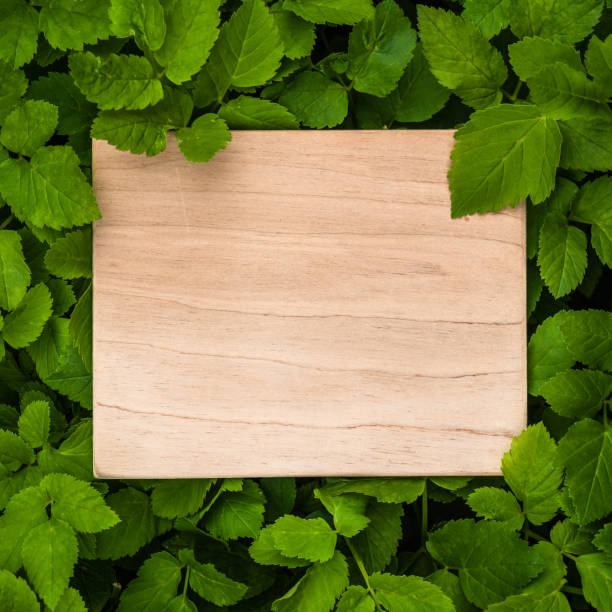 istock Wooden blank plate, copy space on green grass background - natural background, frame 1168548898