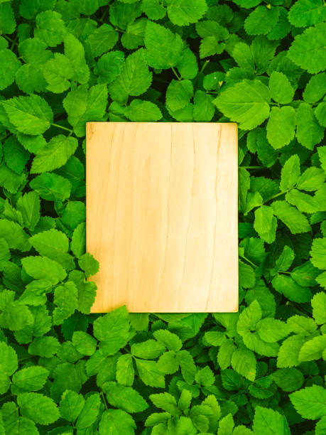 Blank spiral notebook on wood background.