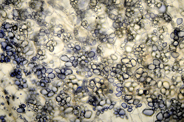 potato starch micrograph Photomicrograph of potato starch in cells of potato tuber, Solanum tuberosum. Starch is normally white but is stained blue with iodine to show better. Live specimen. Wet mount, 10X objective, transmitted brightfield illumination. Note - very shallow depth of field, chromatic aberration and uneven focus are inherent in light microscopy. light micrograph stock pictures, royalty-free photos & images