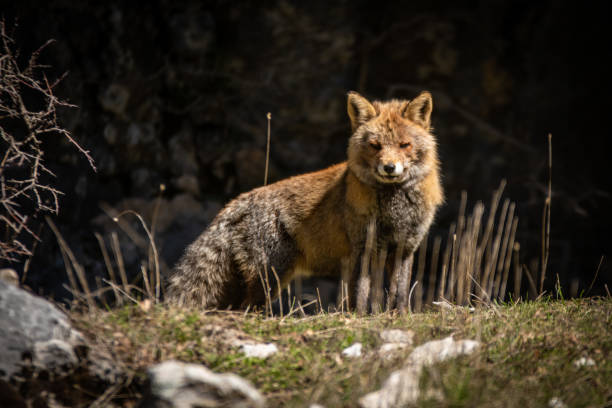 istock Fox in Sierra Cazorla, south of Spain 1168549796