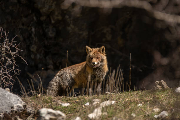 istock Fox in the countryside of Spain 1168549823