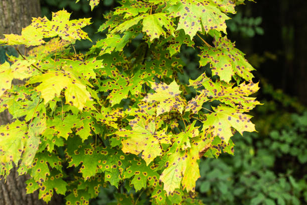 sick maple leaves with dark spots closeup - turning point imagens e fotografias de stock