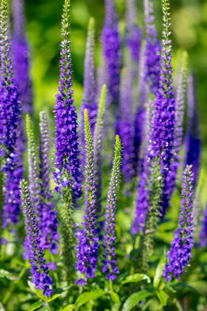 istock Veronicastrum flowers close-up 1168551592