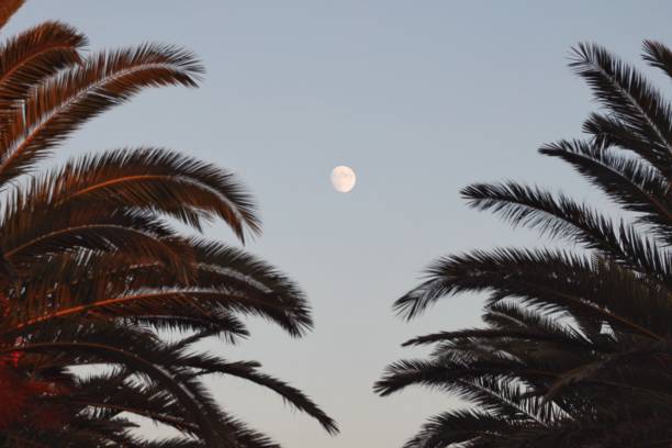 istock Moon rising over the palm trees 1168551838