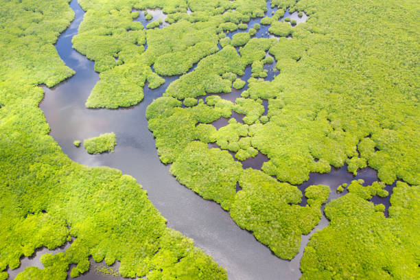 istock Mangroves, top view. Mangrove forest and winding rivers. Tropical background 1168553211