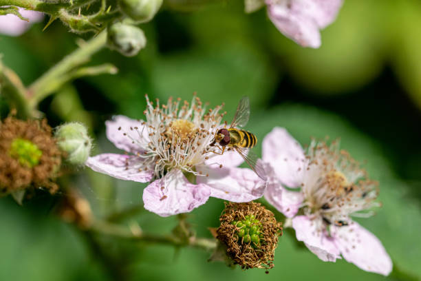 Sphaerophoria scripta (long hoverfly) on flower of wild blackberry flower