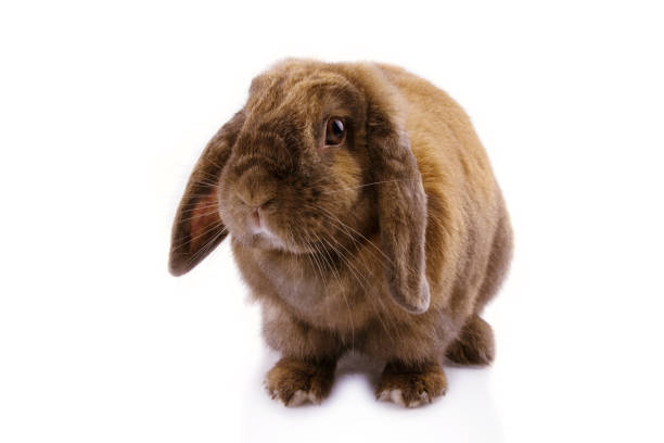 istock Cute domestic bunny or rabbit isolated on white background. 1168557040