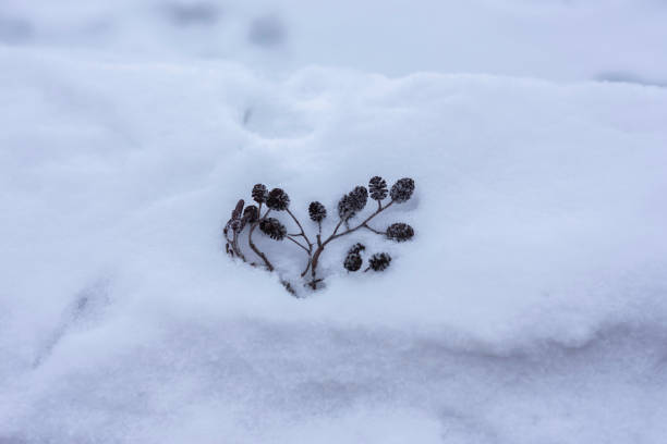 istock Sprigs of alder 1168558623