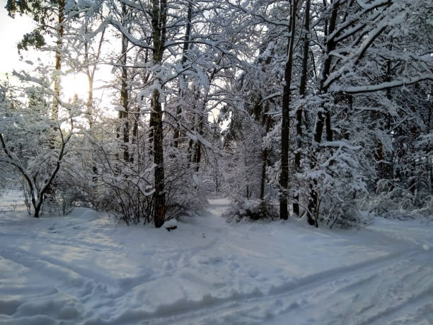 istock Branches  and bushes covered with snow in the  forest. 1168558814