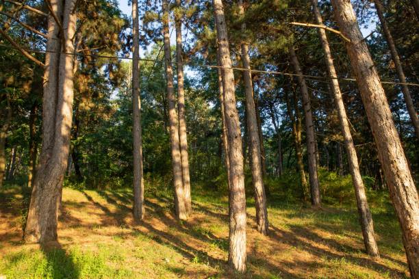 istock Beautiful day in the forest 1168559691