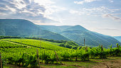 Vineyards of the Krasnodar Territory